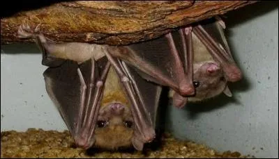 Ces chauves-souris frugivores qui s'abritent le jour dans des grottes sombres et fraîches, blotties les unes contre les autres, sont...