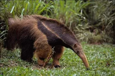 Cet animal solitaire fouine les prairies à la recherche de son aliment préféré qu'il attrape avec son long museau tubulaire. C'est...