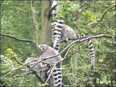 Les lemur catta habitent à Madagascar. Lémuriens frugivores, ils vivent dans les arbres et s'organisent en sociétés matriarcales d'une vingtaine d'individus. Quel est leur autre nom ?