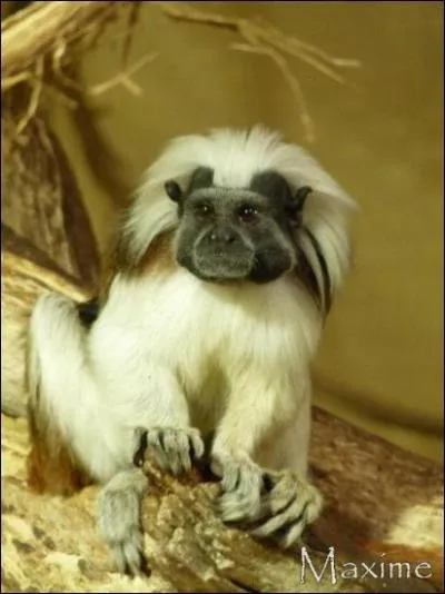 Celui-ci, caractérisé par sa face noire surmontée et entourée d'une énorme crête de fourrure blanche, n'habite qu'au Nord de la Colombie. Arboricole et diurne, il vit en bandes de 8 à 12 individus où un seul couple se reproduit. C'est...