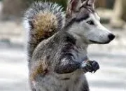 Quiz Les mlanges d'animaux