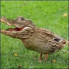 Quel est ce mélange ?