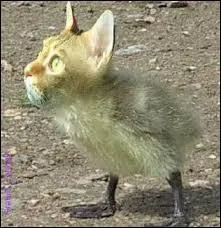 Quel est ce mélange ?