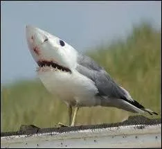 Quel est ce mélange ?