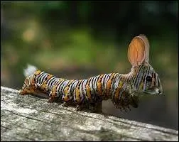 Quel est ce mélange ?