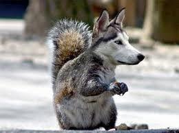 Quiz Animaux bizarres