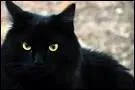 Quand le chat noir a-t-il été le plus persécuté ?