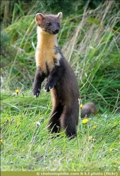 Et là, c'est bien une fouine.