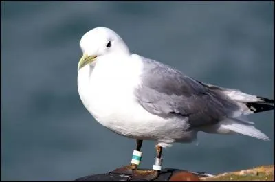 Celui-là je ne me trompe jamais, c'est bien une mouette.