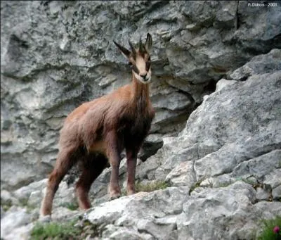 Quelle différence y a-t-il entre le bouquetin et le chamois.