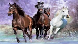 Quiz Chevaux