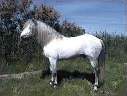 Comment s'appelle cette race ?