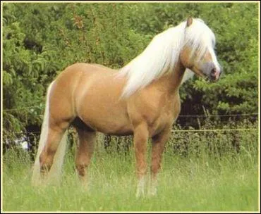 Comment s'appelle cette race ?