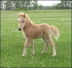 Quelle est cette race ?