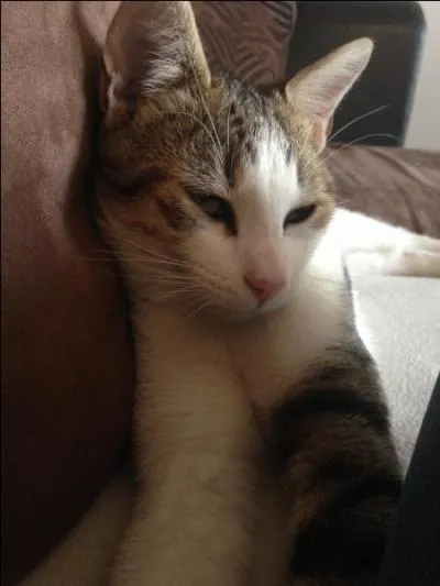 Chi aime-t-elle aller chez le vétérinaire ?