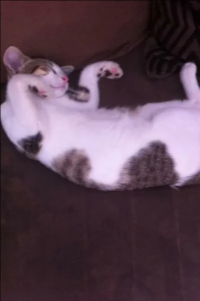 Chi aime-t-elle Yohei ?