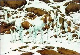 Que voyez-vous sur cette image ?