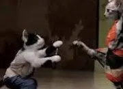 Quiz Le dlire pas possible des animaux !