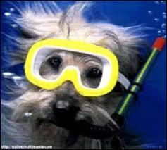 Ce chien me fait délirer ! Que fait-il ?