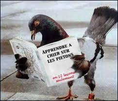 Ce pigeon apprend ! Que lit cet oiseau ?