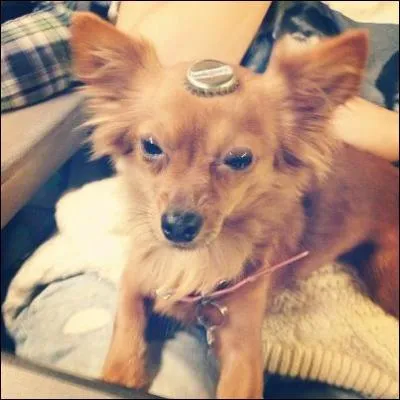 Comment s'appelle le chien de Natoo ?