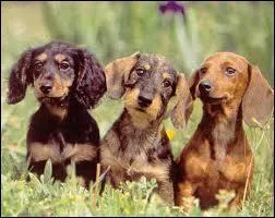 Quel est le surnom des chiens teckels ?