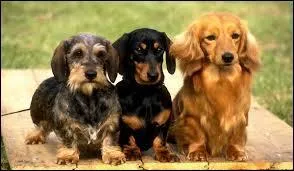 Que faut-il les laisser faire sans les gronder ?