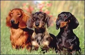 Pourquoi le teckel bâille-t-il ? (plusieurs réponses)