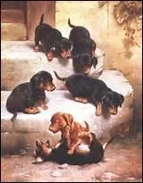 Que ne fait jamais un teckel ?