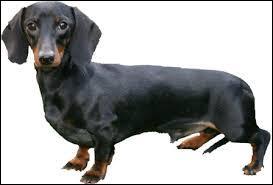 Quiz Chiens