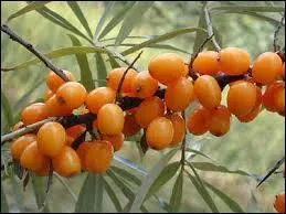 Quelle est cette baie ?