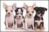 Petite question sur les chiens : Le chihuahua est originaire...