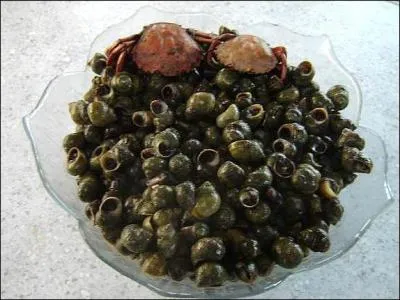 Que sont ces petits coquillages ?