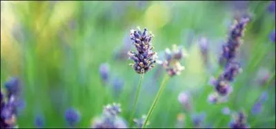 Au Moyen Age, quelle vertu attribuait-on à la lavande ?