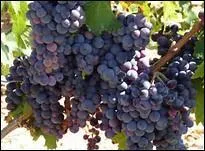 Je suis même prête à vous verser un verre de « pivois de rougemont », pour vous redonner du courage.