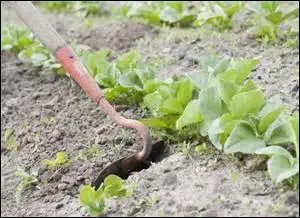 Il y en a qui ne se gênent pas pour « jardiner », car c'est l'une des vertus parmi les mieux partagées.