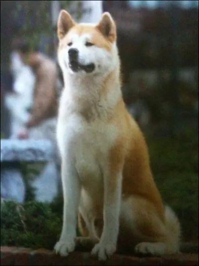 Pendant combien de temps Hatchi a-t-il attendu son maître ?