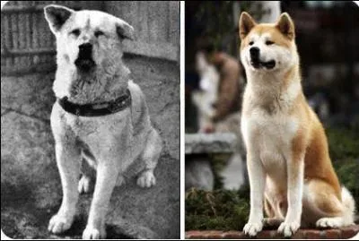 Qu'a-t-on fait en l'honneur d'Hatchi ?