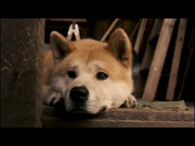 De quelle race est-il ?