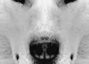 Quiz Les races de chiens