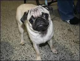 Quelle est cette race de chiens ?