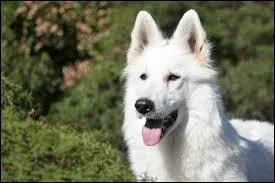 Quelle est cette race de chiens ?