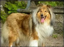 Quelle est cette race de chiens ?