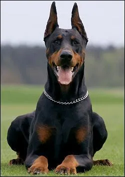 Quelle est cette race de chiens ?