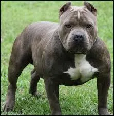 Quelle est cette race de chiens ?