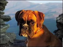 Quelle est cette race de chiens ?