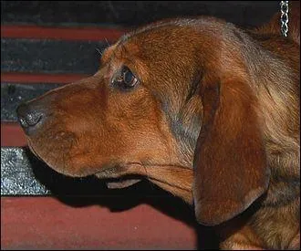 Quelle est cette race de chiens ?