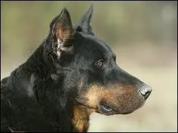 Quelle est cette race de chiens ?