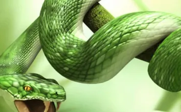Quiz Reptiles