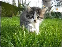 Quel effet l'herbe à chat a-t-elle sur cet animal ?